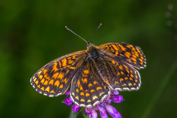 Heath fritillary (Melitaea athalia)