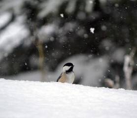 Obraz na płótnie Canvas little bird in the snow