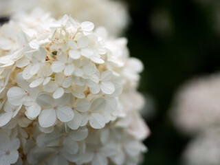 kwiaty białej hortensji w ogrodzie 