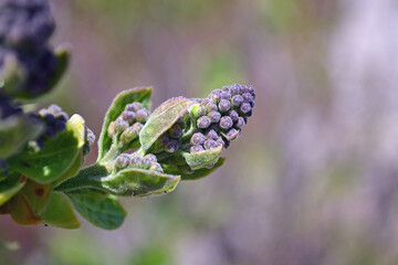 close up of a lilac flower