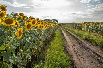 sunflowers, field with sunflowers in summer, yellow fields with sunflowers, sunflowers against the blue sky