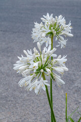 Common Agapanthus (Agapanthus praecox) in garden, Montevideo, Uruguay