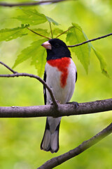 robin on a branch