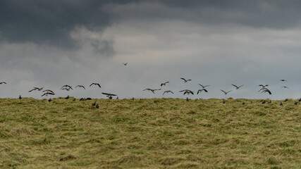 Flock of Lapwings in flight