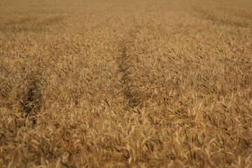 A field with ripe ears against the blue sky in Chuvashia republic.