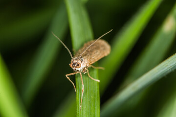 Rush veneer (Nomophila noctuella)