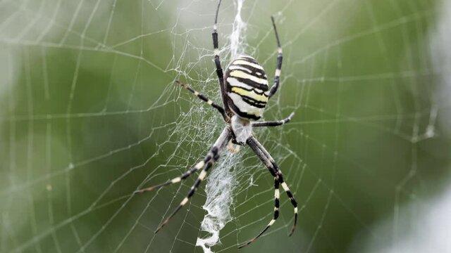 Argiope bruennichi. The predatory wasp spider entangles its prey in a web.	
