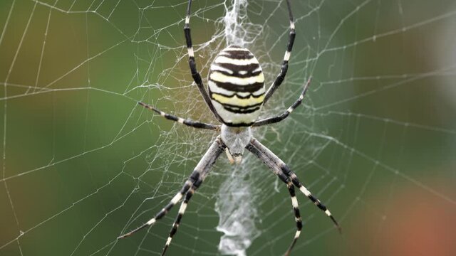 Argiope bruennichi. The predatory wasp spider entangles its prey in a web.	
