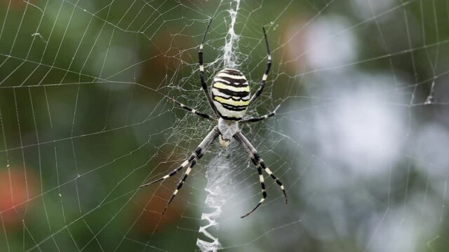 Argiope bruennichi. The predatory wasp spider entangles its prey in a web.	
