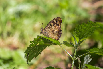Speckled wood butterfly (Pararge aegeria)