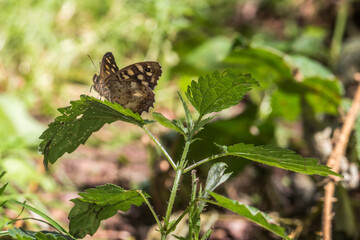 Speckled wood butterfly (Pararge aegeria)