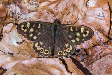 Speckled wood butterfly (Pararge aegeria)