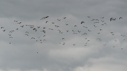 Flock of Lapwings in flight