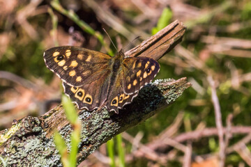Speckled wood butterfly (Pararge aegeria)