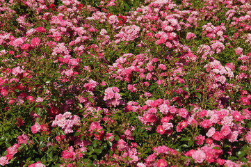 field of pink flowers