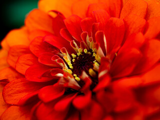 pomarańczowy kwiat, płatki ombre, gerbera