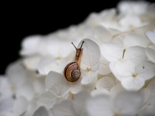 ślimak na kwiatach białej hortensji  © Klaudia Baran