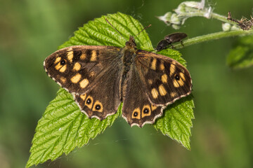 Speckled wood butterfly (Pararge aegeria)