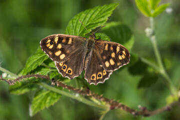 Obraz na płótnie Canvas Speckled wood butterfly (Pararge aegeria)