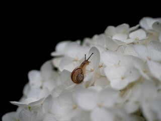 ślimak na kwiatach białej hortensji  © Klaudia Baran