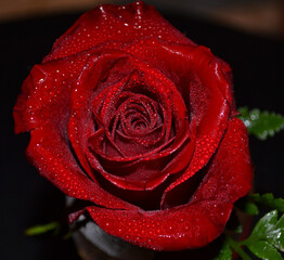 red rose with water drops in a cup