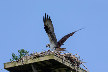 The western osprey (Pandion haliaetus ) on the nest.  The osprey or more specifically the western osprey — also called sea hawk, river hawk, and fish hawk.