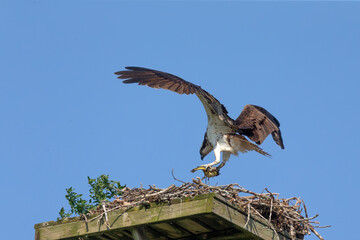 The western osprey (Pandion haliaetus ) on the nest.  The osprey or more specifically the western...