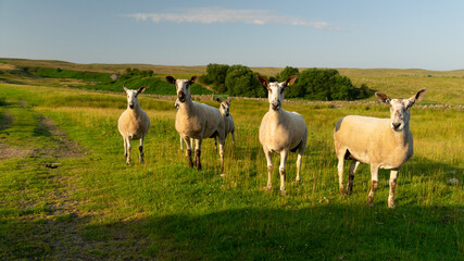 Blue Faced Leicester ewes © hatheyphotos