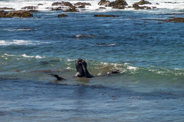 Two young elephant seals spar in the waves along California's central coast near San Simeon 