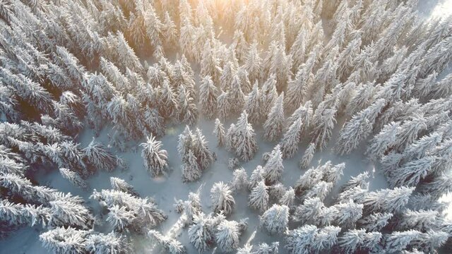 Droneshot aerial view of the winter firtree forest covered with snow