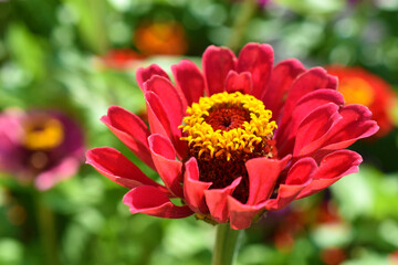Zinnia lat. zínnia is a genus of annual and perennial grasses and semi-shrubs of the Asteraceae family