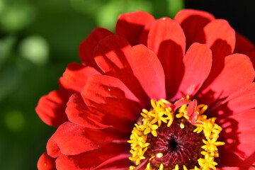 Zinnia lat. zínnia is a genus of annual and perennial grasses and semi-shrubs of the Asteraceae family