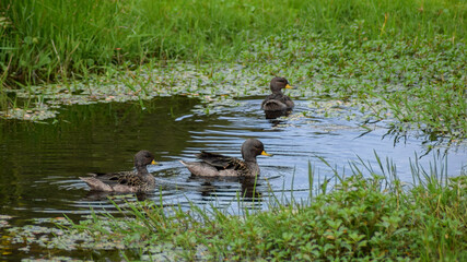 Ducks in the water