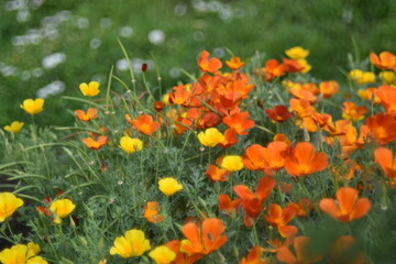 Escholzia lat. eschschólzia is a genus of plants in the poppy family papaveraceae, eschschólzia californica in the garden