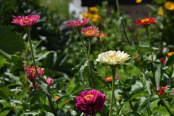 Zinnia lat. zínnia is a genus of annual and perennial grasses and semi-shrubs of the Asteraceae family