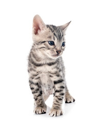 bengal kitten in studio