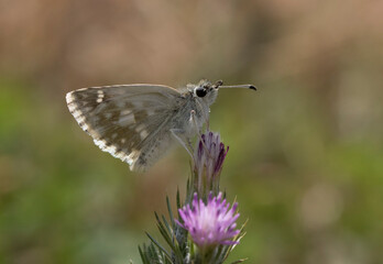 Syrian tesellated skipper