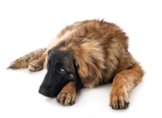 Leonberger in studio
