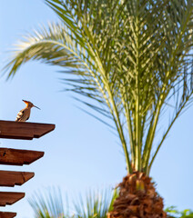 African hoopoe on the background of a palm tree