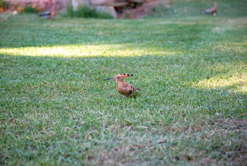 African hoopoe on the green grass