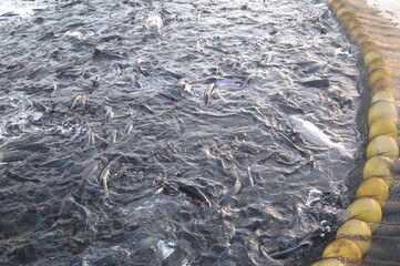 Salmon harvest process. Fish crowding prior to suction using nets in a fish farm located in Chile. 