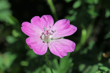 Pink miniature bloody cranesbill flower close up
