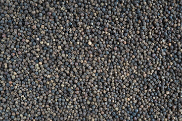 Backdrop made of top view of dried black pepper grains laying on background used in cooking and culinary as seasoning to enrich food flavour and make it spicy, also used in medicine and cosmetology