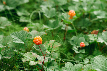 cloudberries of the totenåsen hills, norway