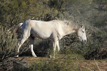 Obraz na płótnie Canvas A wild horse enjoying a beautiful day in the Sonoran Desert, Tonto National Forest, Arizona.