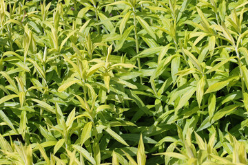 Yellow goldenrod leaves without flowers