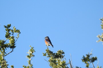 A western bluebird perched on a tree limb in the Sonoran Desert, Tonto National Forest, Arizona.