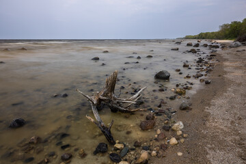 Lake Of The Woods - A very large lake with a rocky shore and interesting driftwood.