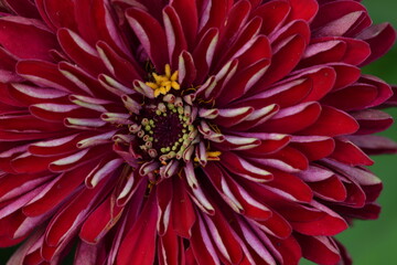 Zinnia closeup flower for beautiful floral background, dark pink to red flower petals and green background.