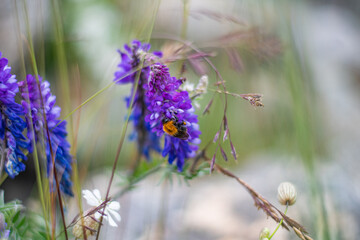 Isolated wild insect honey bee coming for sucking nectar from lavender flowers on natural background with shallow depth